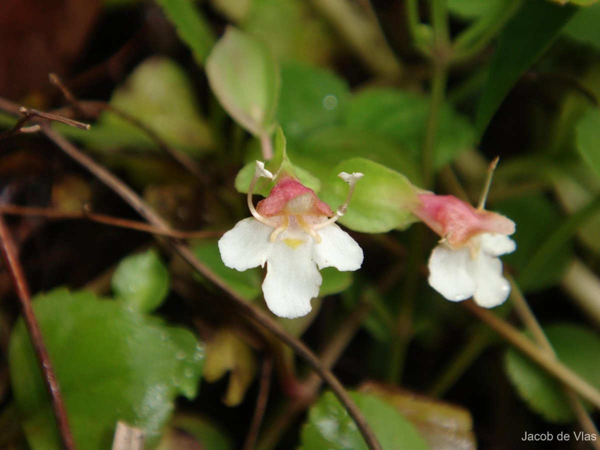 Torenia polygonoides Benth.